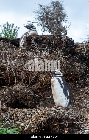 Magellan-pinguine, Isla Martillo, Estancia Haberton, Ushuaia, Argentinien. Stockfoto