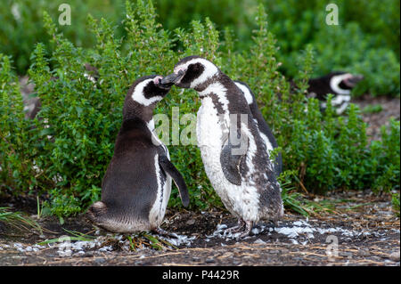 Magellan-pinguine, Isla Martillo, Estancia Haberton, Ushuaia, Argentinien. Stockfoto