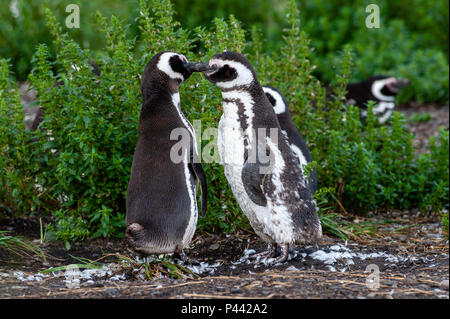 Magellan-pinguine, Isla Martillo, Estancia Haberton, Ushuaia, Argentinien. Stockfoto