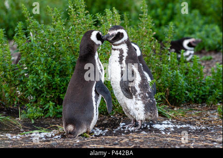 Magellan-pinguine, Isla Martillo, Estancia Haberton, Ushuaia, Argentinien. Stockfoto