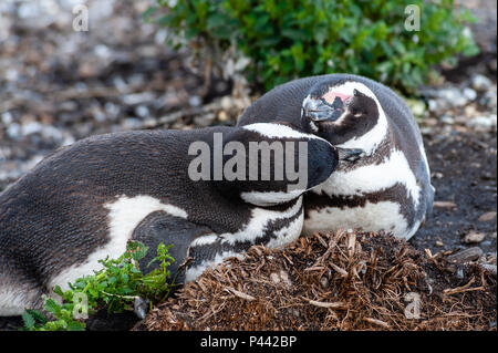 Magellan-pinguine, Isla Martillo, Estancia Haberton, Ushuaia, Argentinien. Stockfoto