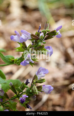 Makro Nahaufnahme eines isolierten Salbei Kräuter Blumen in voller Blüte Stockfoto