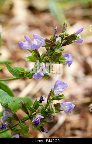 Makro Nahaufnahme eines isolierten Salbei Kräuter Blumen in voller Blüte Stockfoto