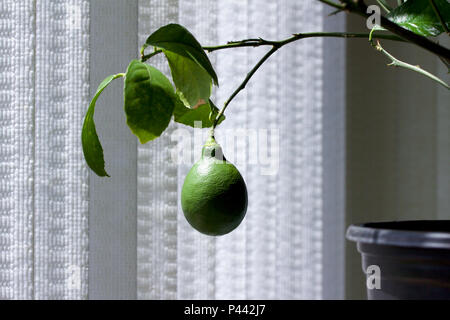 Nahaufnahme einer wachsenden Zitrone auf einem kleinen Indoor Meyer Lemon Tree, mit weißen Vorhang Hintergrund Stockfoto