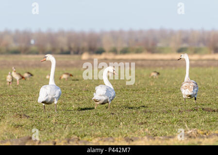 Drei Schwäne sind zu Fuß in ein Feld an einem schönen Tag im Winter. Im Hintergrund gibt es ein paar Gänse. Stockfoto