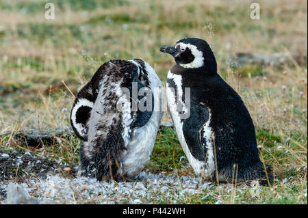 Magellan-pinguine, Isla Martillo, Estancia Haberton, Ushuaia, Argentinien. Stockfoto