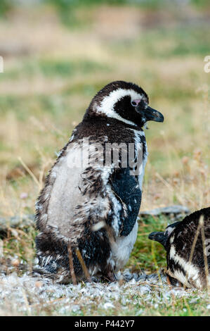 Magellan-pinguine, Isla Martillo, Estancia Haberton, Ushuaia, Argentinien. Stockfoto