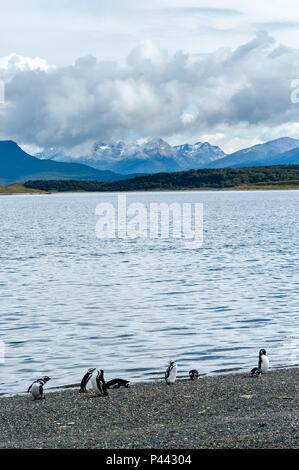 Magellan-pinguine, Isla Martillo, Estancia Haberton, Ushuaia, Argentinien. Stockfoto