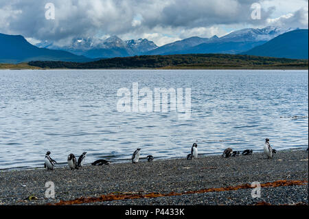 Magellan-pinguine, Isla Martillo, Estancia Haberton, Ushuaia, Argentinien. Stockfoto