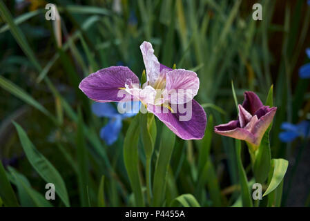 Iris Louisiana lila Blüten Stockfoto