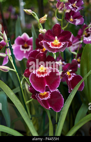 Miltoniopsis mehrfarbigen Blüten Stockfoto