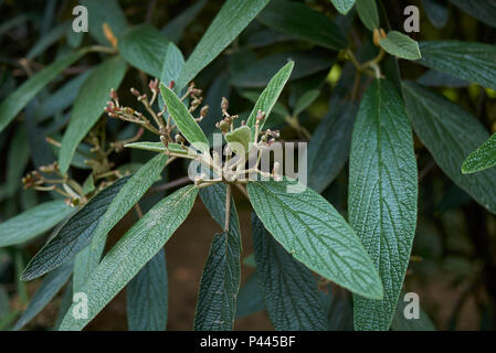 Viburnum rhytidophyllum Stockfoto