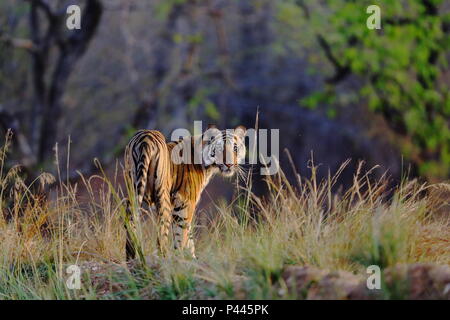 Eine prächtige Royal Bengal Tiger in seinem natürlichen Lebensraum in der goldenen Morgenlicht seine Kopf und Gesicht in der Linse mit schönen Detail gedreht. Stockfoto