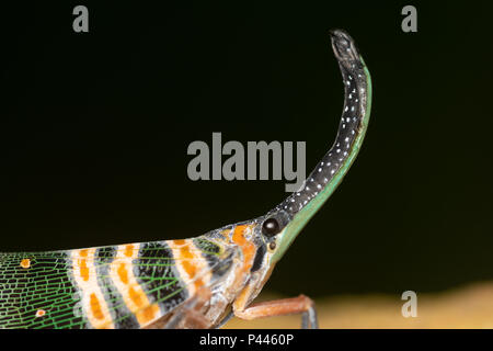 Pyrops spinolae ist eine Pflanzenart aus der Gattung der planthopper manchmal - wie die dunklen Hörnern Laterne - fliegen. Stockfoto