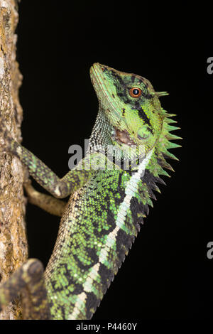 Calotes Emma, allgemein bekannt als Emma's Grau Wald Lizard und den Wald Crested Eidechse, ist eine Echse in der Familie Agamidae. Stockfoto