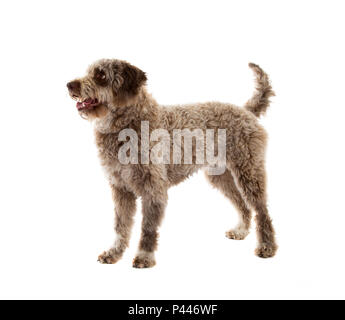 Lagotto Romagnolo Hund, reine Rasse auf weißem Hintergrund Stockfoto