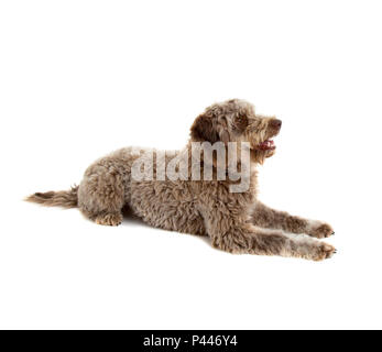 Lagotto Romagnolo Hund, reine Rasse auf weißem Hintergrund Stockfoto