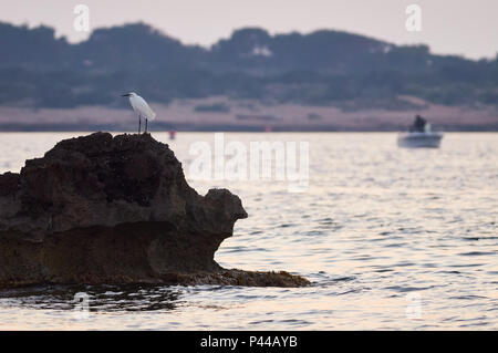 Seidenreiher (Egretta garzetta) im Meer mit Fischerboot und Caló de s'Oli in Ses Salines Naturpark (Formentera, Balearen, Spanien) Stockfoto