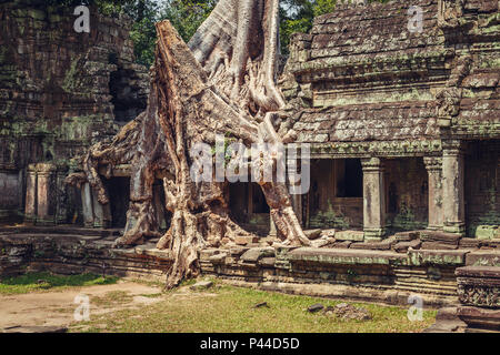 Alte und majestätischen Tempel Preah Khan. Großer Kreis von Angkor, Siem Reap, Kambodscha. Stockfoto