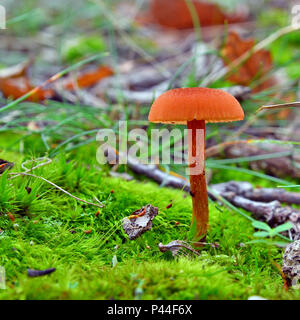 Laccaria laccata Pilz auf den Boden Stockfoto