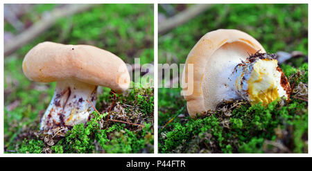 Hydnum repandum Pilz, Collage aus zwei Schüsse Stockfoto