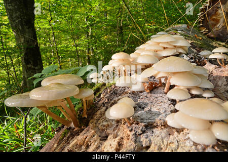 Kolonie von Porzellan Oudemansiella mucida Pilze, Stockfoto