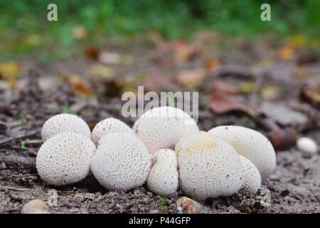 Lycoperdon pyriforme Pilze, als stumpf puffball im Wald bekannt Stockfoto