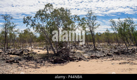 Gibb Herausforderung 2018 Eukalyptus Gummi Bäume wachsen durch ein trockenes Flussbett der Gibb River Road Kimberley Australien Stockfoto