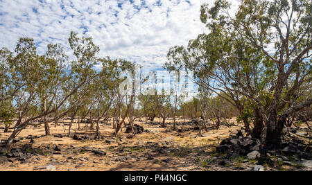 Gibb Herausforderung 2018 Eukalyptus Gummi Bäume wachsen durch ein trockenes Flussbett der Gibb River Road Kimberley Australien Stockfoto