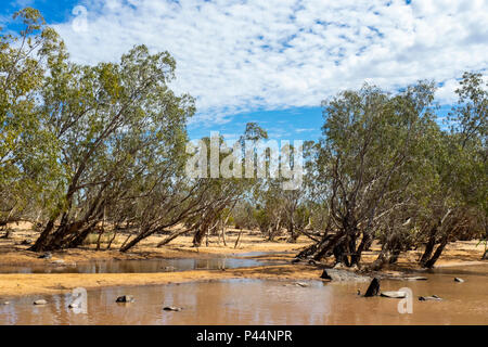 Gibb Herausforderung 2018 Eukalyptus Bäume wachsen, am Rande des Wassers aus einem Fluss überqueren der Gibb River Road Kimberley Australien Stockfoto