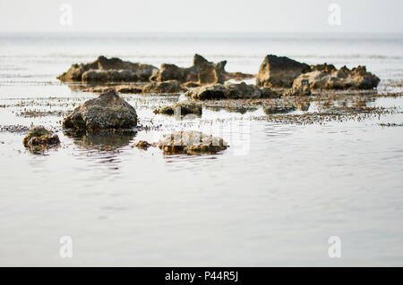 Neptun Gras (Posidonia oceanica) lässt sich von der Meeresoberfläche zwischen Felsen in Ses Salines Naturpark (Formentera, Balearen, Spanien) Stockfoto