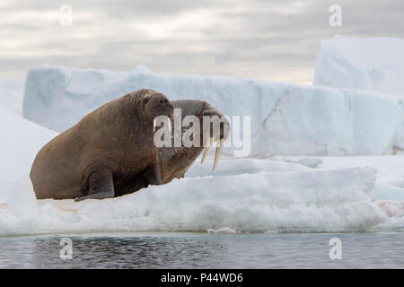 Norwegen, Spitzbergen, Nordaustlandet, Austfonna. Walross (Odobenus rosmarus) mit Austfonna Eiskappe in der Ferne. Stockfoto