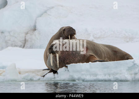 Norwegen, Spitzbergen, Nordaustlandet, Austfonna. Walross (Odobenus rosmarus) auf Eis. Stockfoto