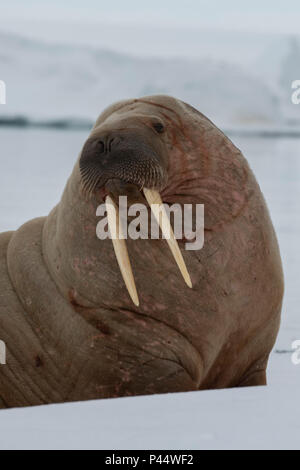 Norwegen, Spitzbergen, Nordaustlandet, Austfonna. Walross (Odobenus rosmarus) mit Eis in der Ferne. Stockfoto