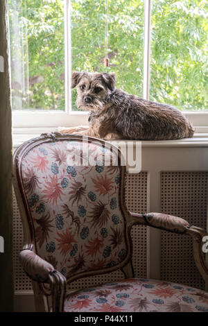 Border Terrier sitzt auf Fensterbank in London home Stockfoto