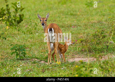 FÃªmea de veado-campeiro (Ozotoceros bezoarticus) com Seu filhote keine Pantanal Mato-grossense. Miranda/Mato Grosso do Sul, Brasilien - 30/Dez/2011. Eine weibliche Pampas Ozotoceros bezoarticus (Rehe) mit seinen fawn Im brasilianischen Pantanal. Miranda/Mato Grosso do Sul, Brasilien - Dec 30, 2011. Foto/Foto: Daniel De Granville/Fotoarena) Stockfoto