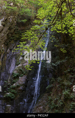 Das Wasser fällt über Felsen, Niagara Falls, Goldstream Provincial Park, Vancouver Island, British Columbia, Kanada Stockfoto