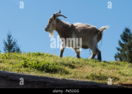 Ziege auf einem Grasdach, Alte Land Markt, Coombs, Vancouver Island, British Columbia, Kanada Stockfoto