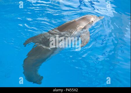 Original Film Titel: Dolphin Tale. Englischer Titel: Dolphin Tale. Regisseur: Charles Martin Smith. Jahr: 2011. Quelle: ALCON ENTERTAINMENT/Album Stockfoto