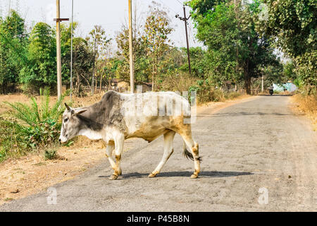 In der Nähe von Bull Überfahrt zu einem ländlichen Dorf Straße in sonniger Tag. Stockfoto