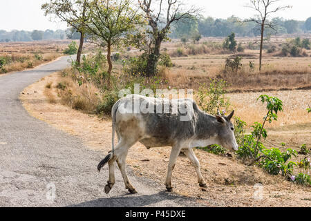 In der Nähe von Bull Überfahrt zu einem ländlichen Dorf Straße in sonniger Tag. Stockfoto