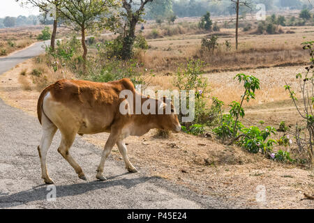 In der Nähe von Bull Überfahrt zu einem ländlichen Dorf Straße in sonniger Tag. Stockfoto