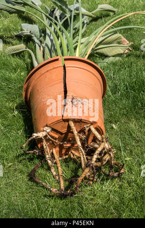 Wurzeln zwingt nach unten aus einem Topf einen überwucherten Strelitzie Pflanze. Strelitzia reginae Stockfoto