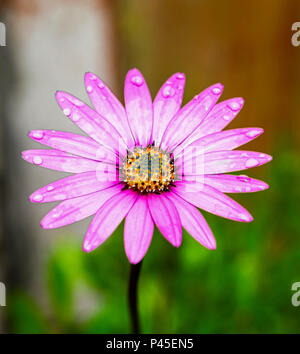 Ein Rosa oder Violett single Osteospermum Blütenkopf mit Regen oder Wassertropfen auf die Blütenblätter Stockfoto