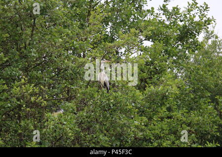 Graureiher (Ardea cinerea), North West England, Großbritannien Stockfoto