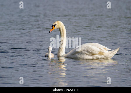 Schöne junge Mute swan Cygnet (Cygnus olor) auf dem Fluss, Marlow, Großbritannien Stockfoto