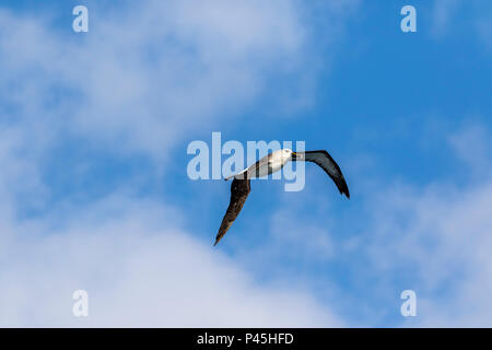 Atlantic gelb - gerochen Albatross im Flug, Tristan da Cunha Archipel Stockfoto