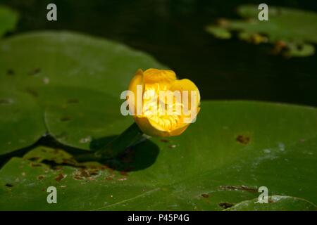 Schöne gelbe Seerose unter grünen Blättern in einem See, in der Nähe Stockfoto