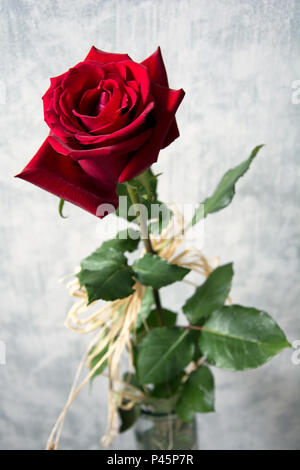 Schön, samtig rote Rose mit raphia vor weißem Hintergrund eingerichtet Stockfoto