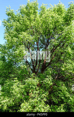 Acer griseum Baum, Paperbark Ahornbaum Stockfoto